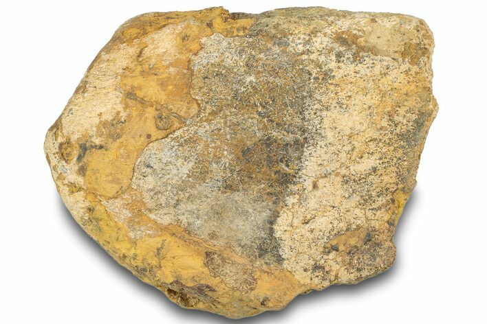 Dinosaur (Triceratops) Bone Section - Montana #307077